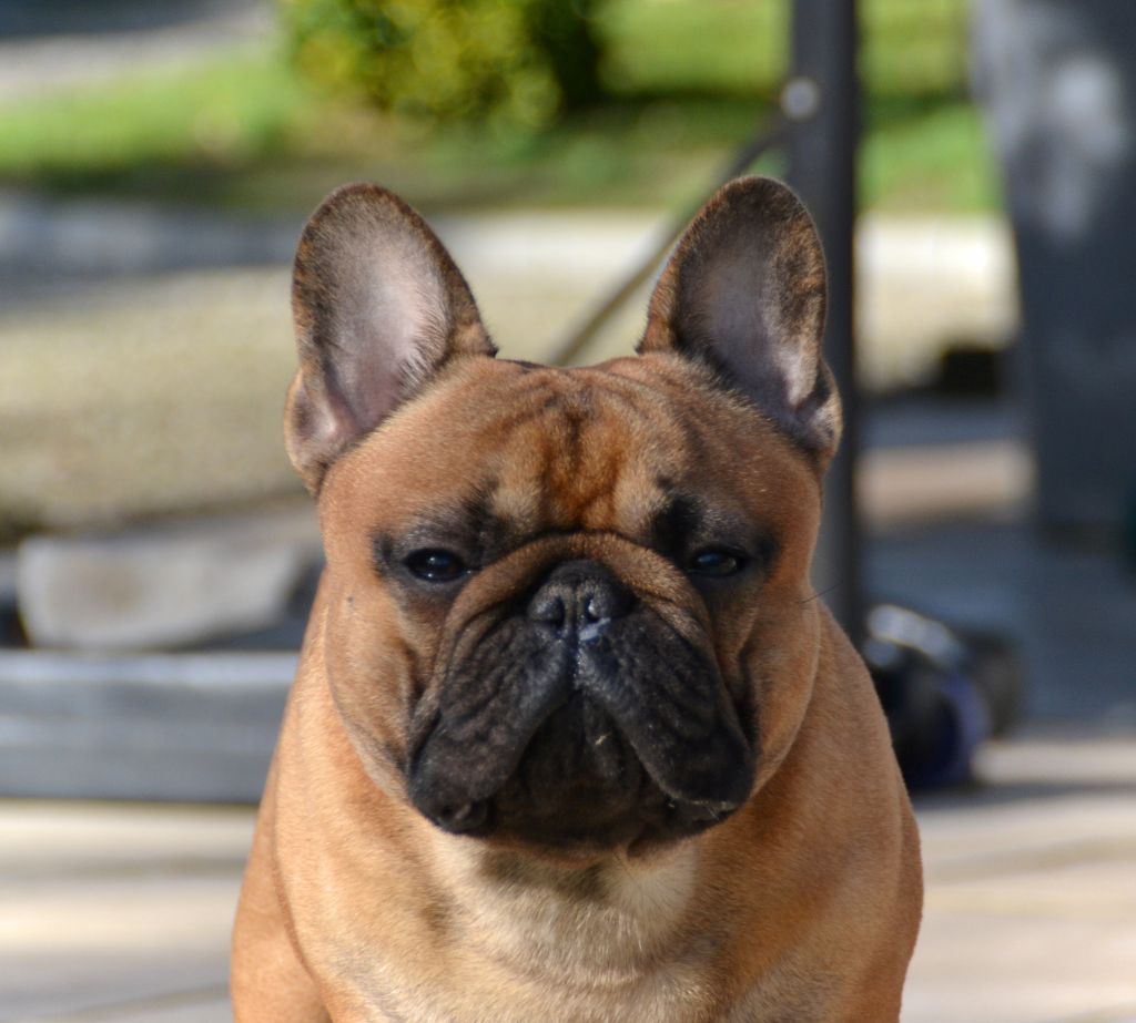 O'maley du Domaine des Bastidiens - 1er Excellent RCACS