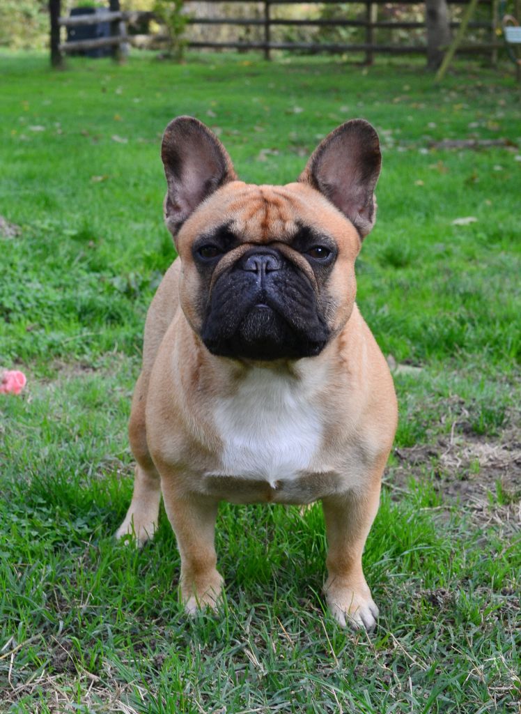 Lady gaga du Domaine des Bastidiens - 2e Excellent / 20