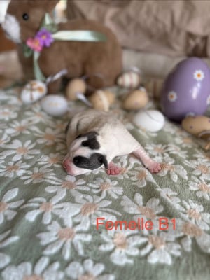 Les chiots de Staffordshire Bull Terrier