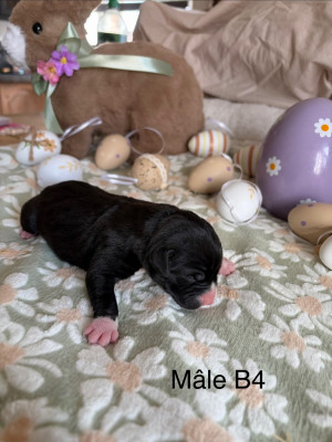 Les chiots de Staffordshire Bull Terrier