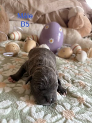 Les chiots de Staffordshire Bull Terrier