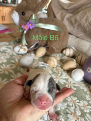 Les chiots de Staffordshire Bull Terrier