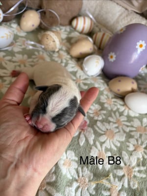 Les chiots de Staffordshire Bull Terrier