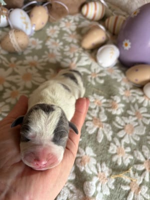 Les chiots de Staffordshire Bull Terrier