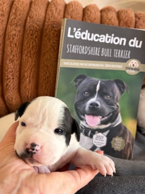 Les chiots de Staffordshire Bull Terrier