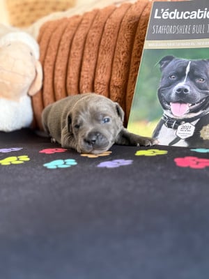 Les chiots de Staffordshire Bull Terrier