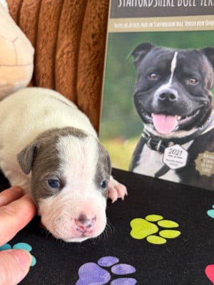 Les chiots de Staffordshire Bull Terrier