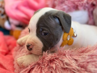 Les chiots de Staffordshire Bull Terrier