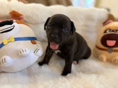 Les chiots de Staffordshire Bull Terrier