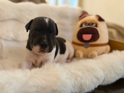 Les chiots de Staffordshire Bull Terrier