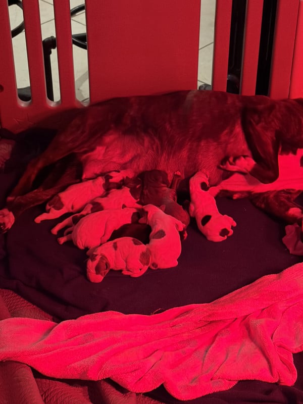 Staffordshire Bull Terrier - des Molosses Factory