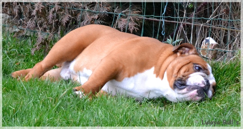 Publication : Lulayabull's Auteur : Aline Baurain