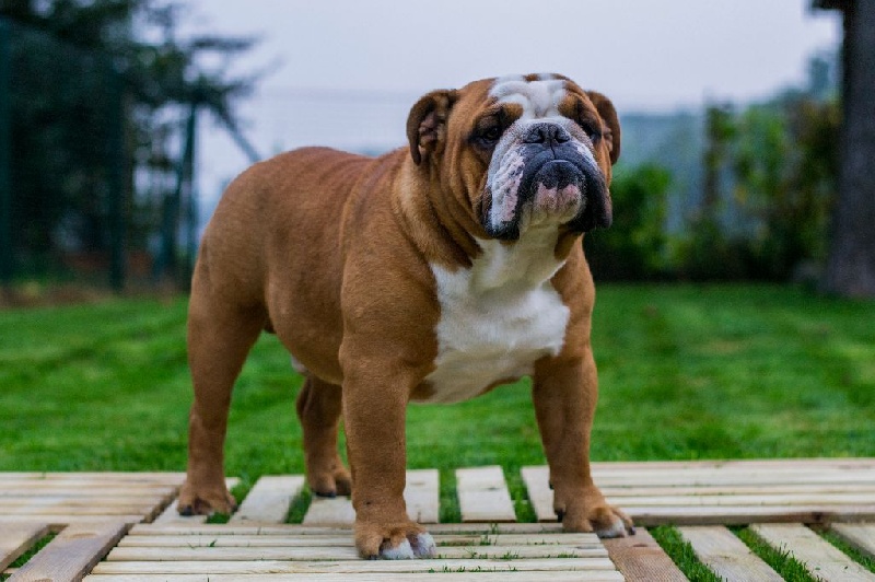 Publication : Lulayabull's Auteur : Aline Baurain