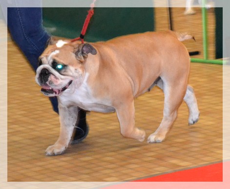 Publication : Lulayabull's Auteur : Aline Baurain