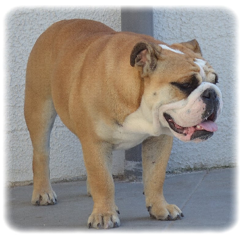 Publication : Lulayabull's Auteur : Aline Baurain