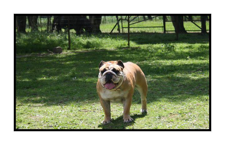 Publication : Lulayabull's Auteur : Aline Baurain