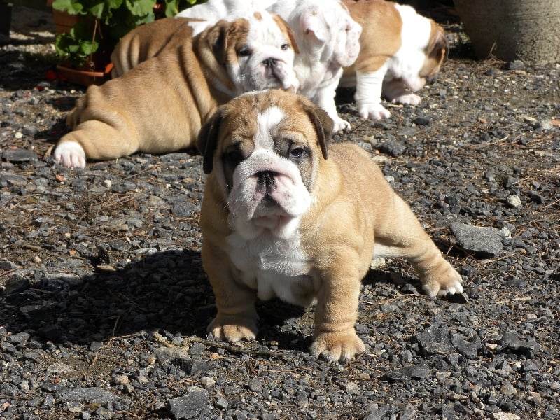 Publication : Lulayabull's Auteur : Aline Baurain