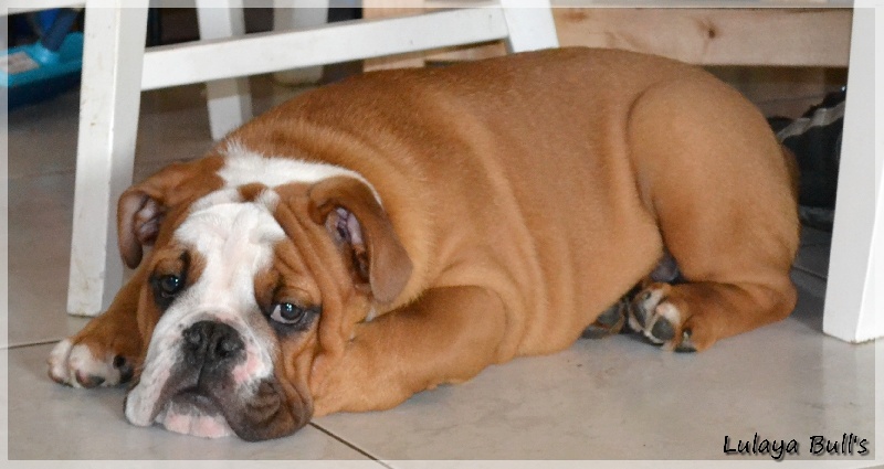 Publication : Lulayabull's Auteur : Aline Baurain