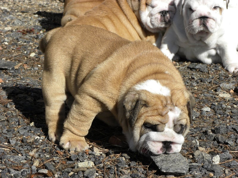 Publication : Lulayabull's Auteur : Aline Baurain