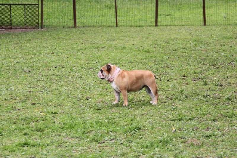 Publication : Lulayabull's Auteur : Aline Baurain