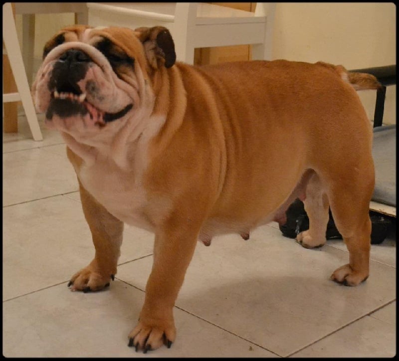 Publication : Lulayabull's Auteur : Aline Baurain