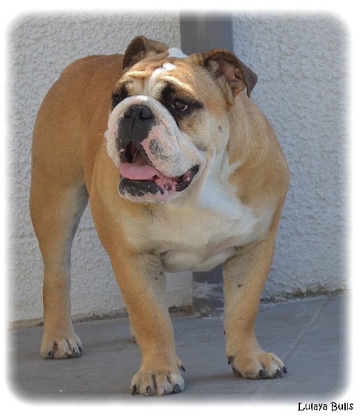 Publication : Lulayabull's Auteur : Aline Baurain