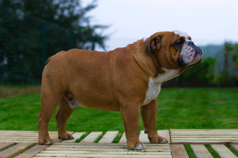 Publication : Lulayabull's Auteur : Aline Baurain