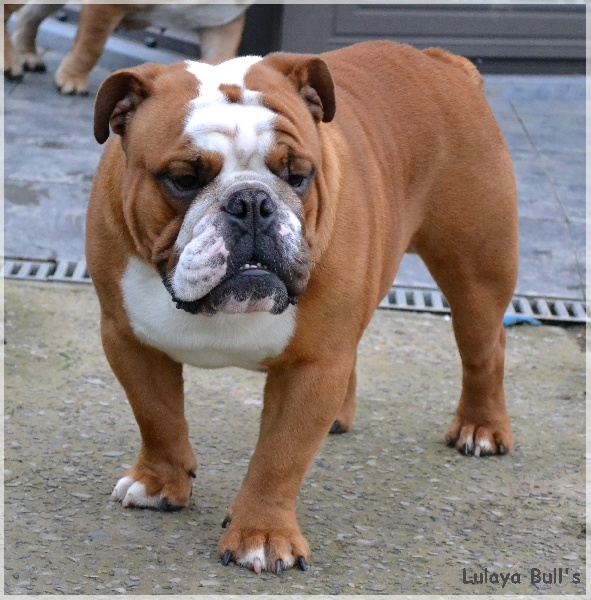 Publication : Lulayabull's Auteur : Aline Baurain