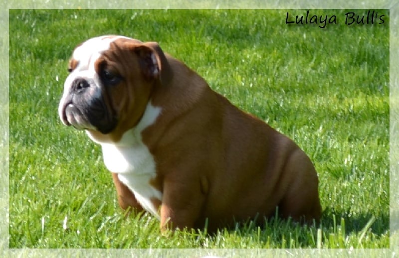 Publication : Lulayabull's Auteur : Aline Baurain