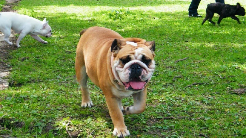 Publication : Lulayabull's Auteur : Aline Baurain