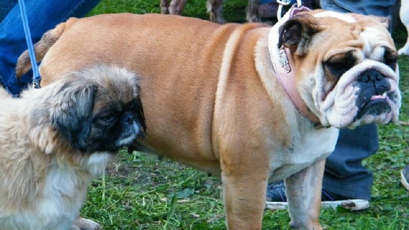 Publication : Lulayabull's Auteur : Aline Baurain