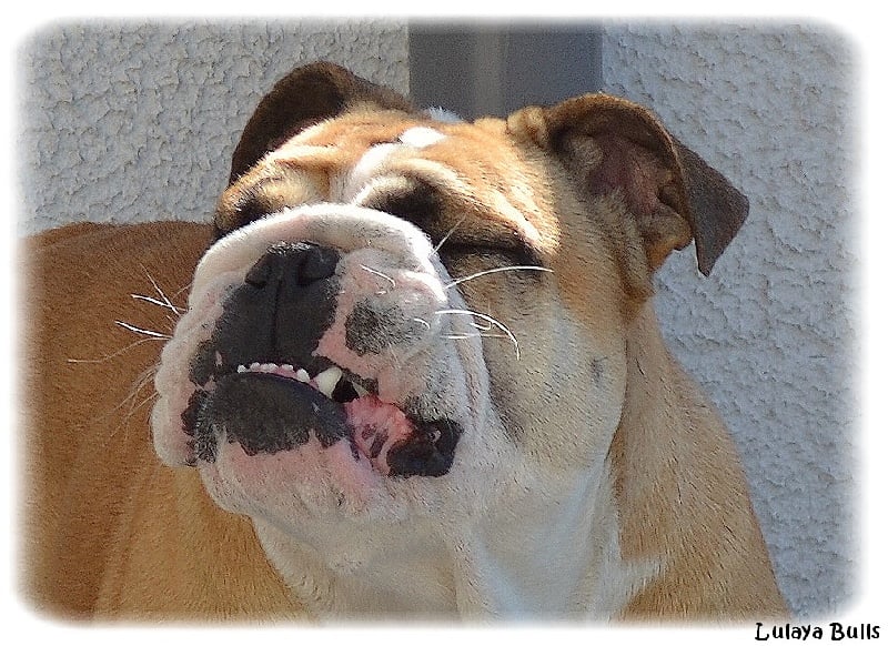 Publication : Lulayabull's Auteur : Aline Baurain