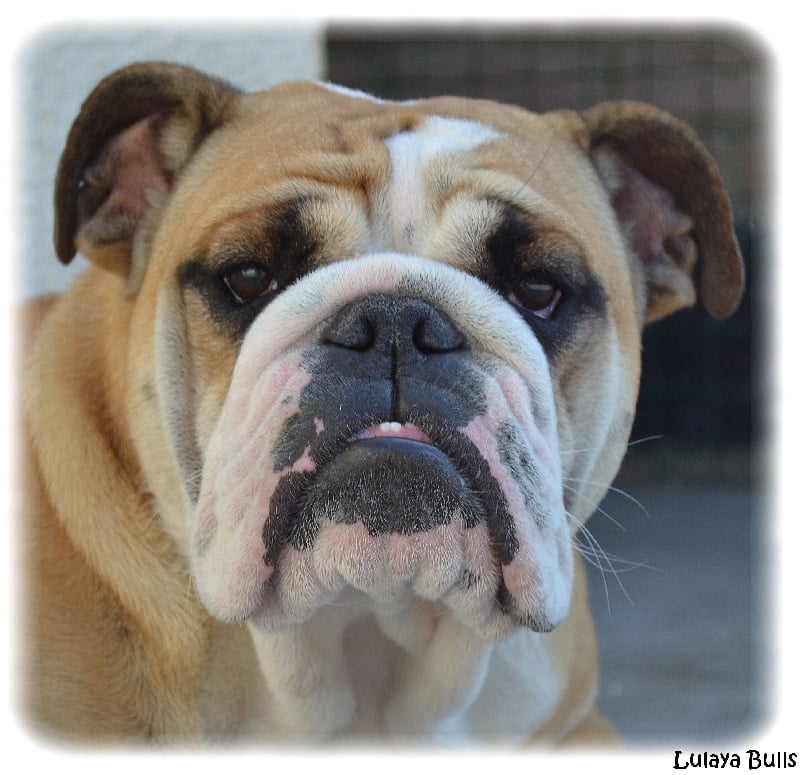 Publication : Lulayabull's Auteur : Aline Baurain