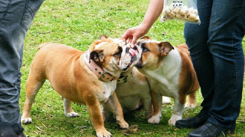 Publication : Lulayabull's Auteur : Aline Baurain