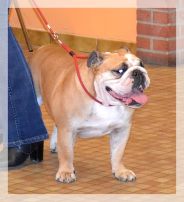 Publication : Lulayabull's Auteur : Aline Baurain