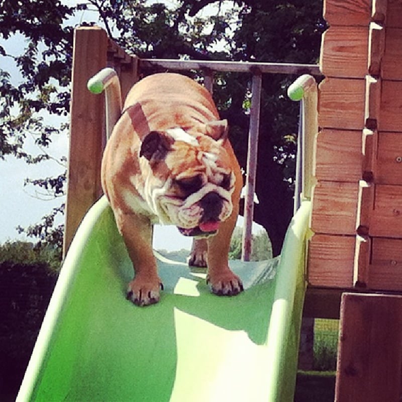 Publication : Lulayabull's Auteur : Aline Baurain