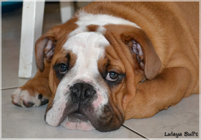 Publication : Lulayabull's Auteur : Aline Baurain