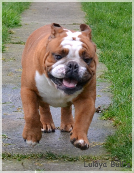 Publication : Lulayabull's Auteur : Aline Baurain