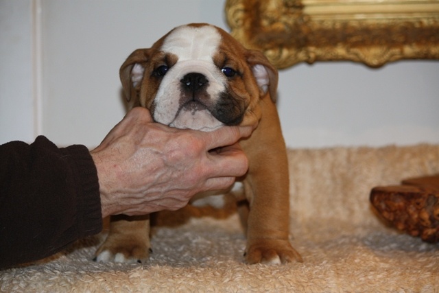 Publication : Lulayabull's Auteur : Aline Baurain