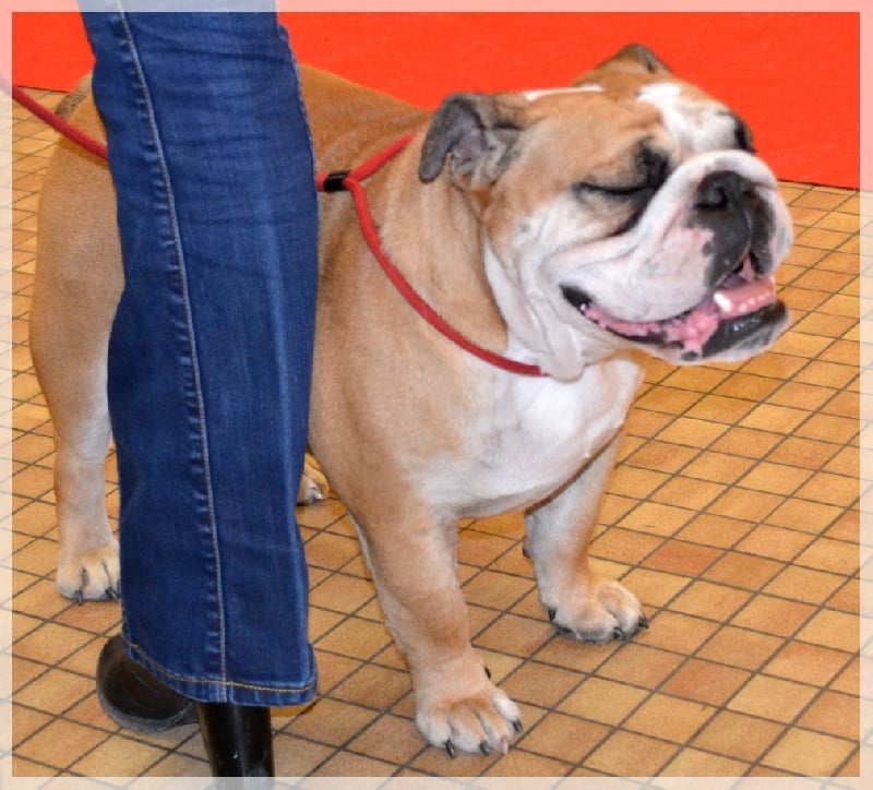 Publication : Lulayabull's Auteur : Aline Baurain