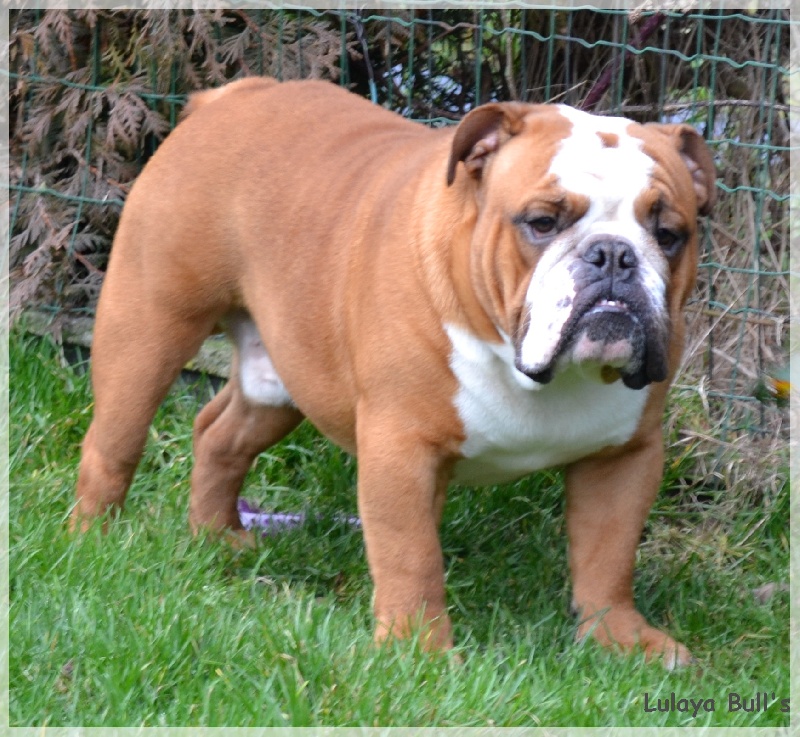 Publication : Lulayabull's Auteur : Aline Baurain