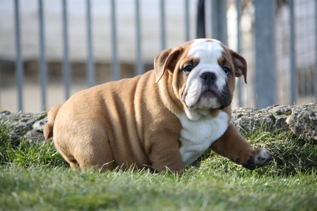 Publication : Lulayabull's Auteur : Aline Baurain