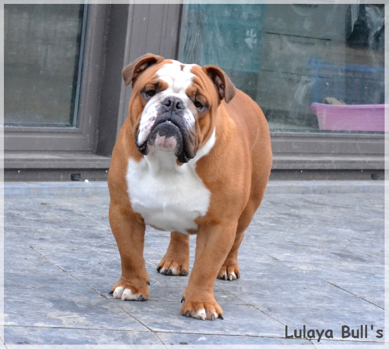 Publication : Lulayabull's Auteur : Aline Baurain