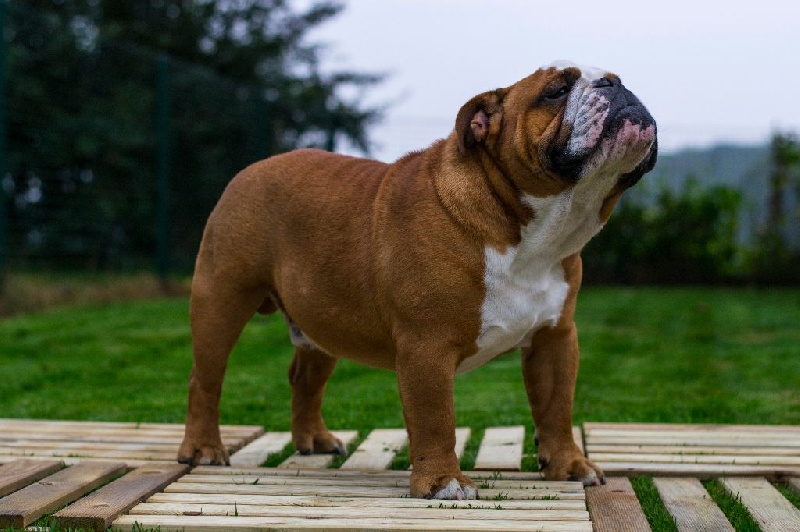 Publication : Lulayabull's Auteur : Aline Baurain