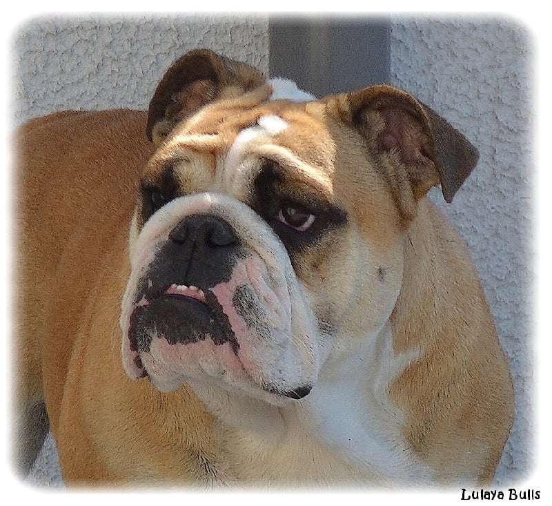 Publication : Lulayabull's Auteur : Aline Baurain