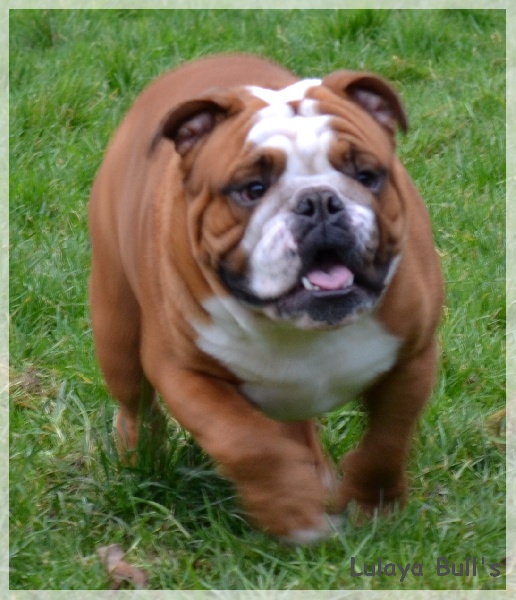 Publication : Lulayabull's Auteur : Aline Baurain