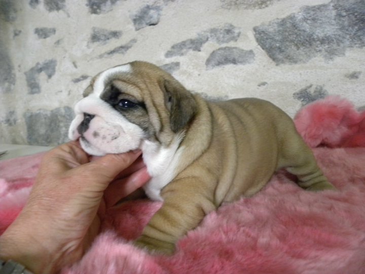 Publication : Lulayabull's Auteur : Aline Baurain