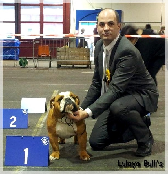 CH. Impressive Bull Luca memory - 1er Excellent - Best Jeune