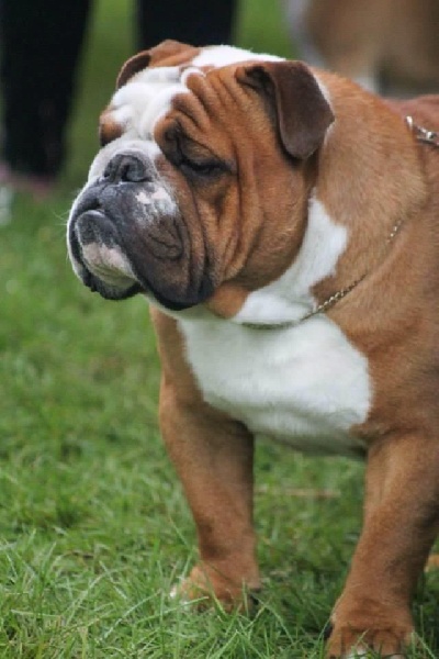 CH. Impressive Bull Luca memory - Excellent