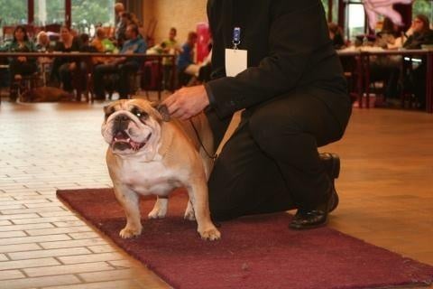 Down town suzie from the Living Daylights - Très Bon